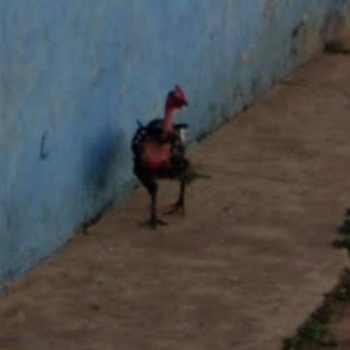 Spain - chicken road